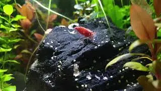 Neocaridina Garnelen shrimp, Military Helmet snail and Boraras naevus. Prawns, fish while feeding