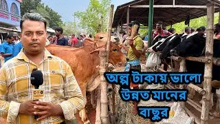 অল্প টাকায় ভালো উন্নত মানের বাছুর পাবেন পোড়াপাড়া গরুর হাটে