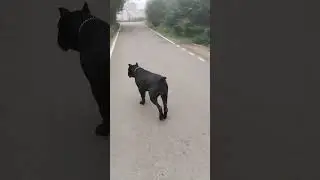 Чёрная Кане Корсо на Даче! #канекорсо #canecorso #собака #dog