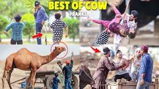 Best Of Cow Prank - Bakra Eid Special - |  @NewTalentOfficial