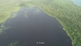 Los mamíferos de la Ciénaga El Eneal, (Sucre)