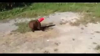 Собака спасает кошку. 🐶🐱