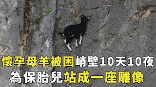 怀孕母羊被困峭壁10天10夜,为保胎儿将自己站成一座雕像,母爱伟大