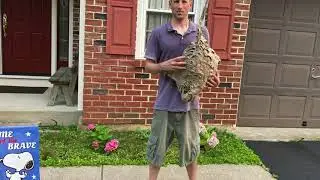 Unique Baldfaced Hornet Nest Removed From House.