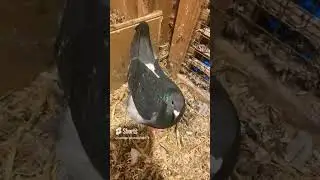 Easy, easy pigeon keeping!! #pigeon #pigeonracing #pigeons #pigeonlover