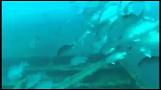 Artificial Reef in Gulf of Mexico - Rig 712
