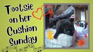 1700) Tootsie on her Cushion (Sunday)