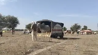 पंजाब से आए ट्रक भर के बैल Nagaur mela 2024 Nagaur pashu mela 2024