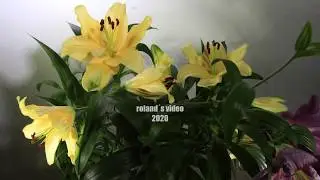 BLOOMING LILY