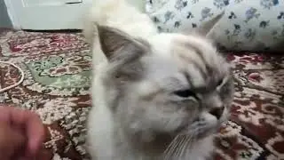 Our Cat are in Heat Cycle 😑 | Cat heat cycle | Cats Tv