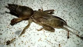 anjing tanah /orong orong di keroyok semut