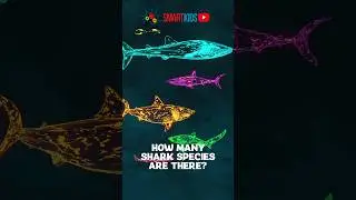 🦈 How many shark species are there?