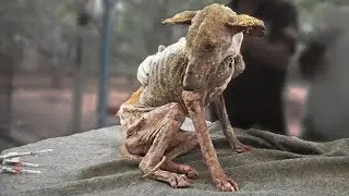 10 The Most Touching Animal Rescues!