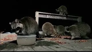 RACOON RAVINE: A View of The Swamp