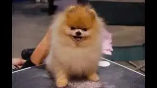 [HD] Anjing Aneh, Unik dan Lucu Sedunia (most curious dogs arround the world)