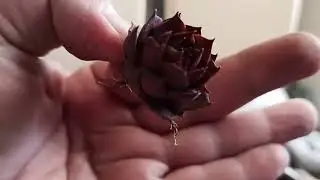 Распаковка молодило (часть 9)