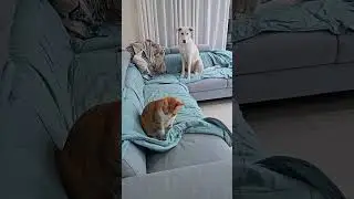 Утренние дурилки
