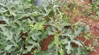 về quê xem người người dân trồng dưa như thế nào
