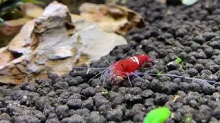 Red Ruby Karides 🦐 Shrimp