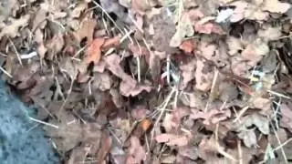Planting seedlings using worm compost