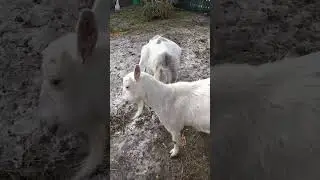 Козы.