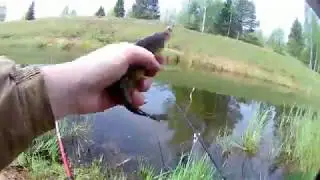 ДА КАК ТАК ТО!!!САДОК НЕ ВЫДЕРЖАЛ И РАЗВЯЗАЛСЯ.Ловля карася на поплавок.канал волга уводь.