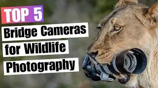 5 Best Bridge Cameras for Wildlife Photography 2025  | Top Picks!