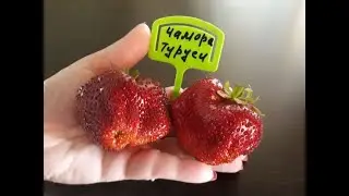 Chamara Turusi - strawberry, description of the variety