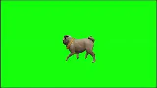 Pug Dog Green Screen Effects Video | Dog Pug Screen Videos | Chroma Key