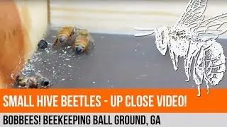 My Flow Hive: Week 20.1 - Small Hive Beetles Up Close