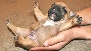 Cute is Not Enough - Funny Cats and Dogs Compilation #238