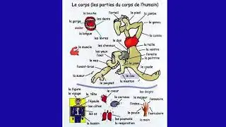 Body parts name in french for beginners #frenchforbeginners #frenchvocabulary #learnfrench