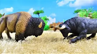 BULL- BISON FIGHT/ TORO vs BISONTE