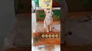 viral cat 😸 #funny #vfx #shortfilm #2023