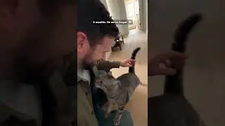 Cat Recognizes His Owner After 8 Months Away 🥺 