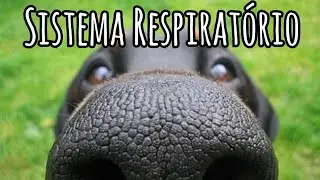 Sistema Respiratório