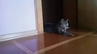Funny cat jumping