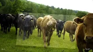 Moo