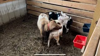 Early morning goat breeding | Rico Suave, a.k.a. Mr. Snickers, gets a couple ladies | goat breeding