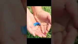 Вот это да! 😲 Так ловят в природе рыбок петушков! 🦈