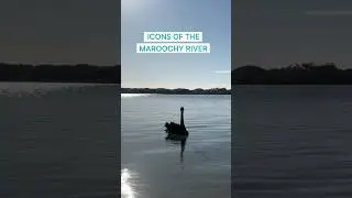 Black swans on the Maroochy River 🖤❤️✨