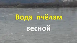 Все о воде для пчел весной