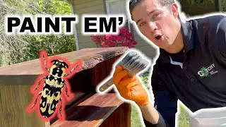 Get Rid of Wood Boring Beetles with BoraCare