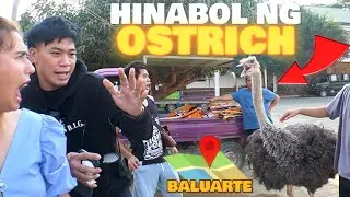 HINABOL KAMI NG OSTRICH!! ILOCOS SUR DAY 2!
