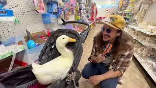 Dollar Store Duck