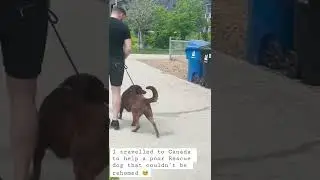 I travelled to Canada to train a REACTIVE rescue dog that couldn’t be rehomed 🥹🖤 #youtubeshorts