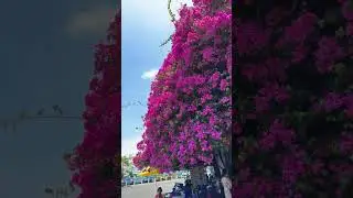 Bông Giấy Đẹp Nhất Phan Thiết