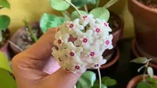 Hoya cv ‘Mathilde’ in Bloom + Care Tips