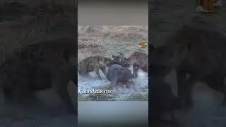 Гиены напали на бегемотика но мать атаковала хищников.