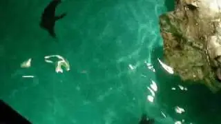penguins chase laser